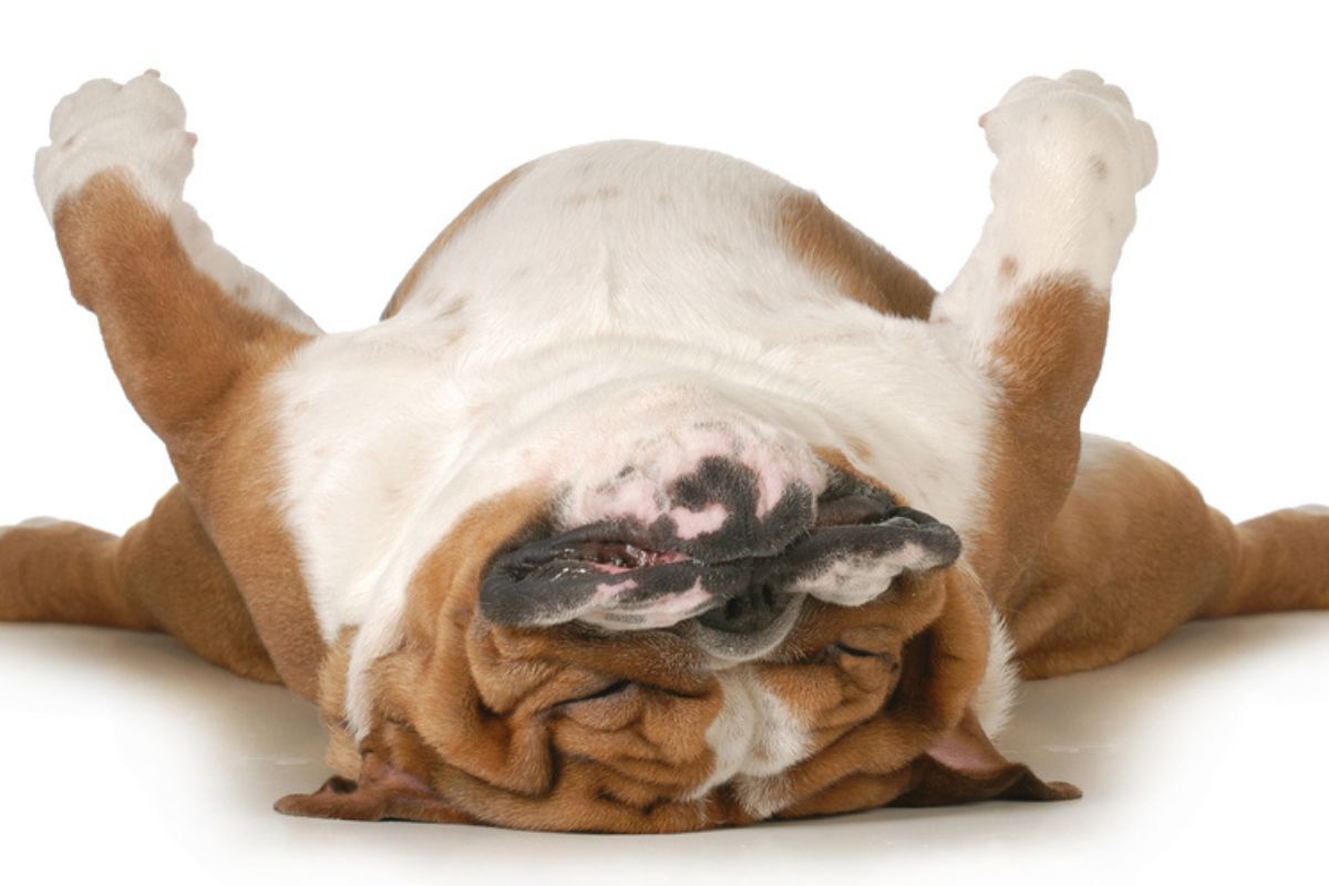 dog sleeping upside down isolated on white background - english